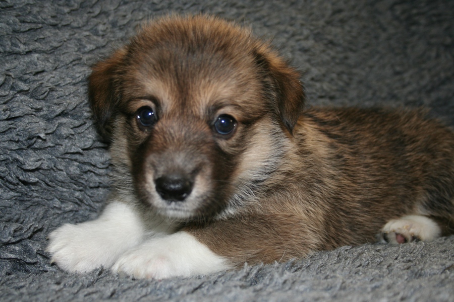 Puppies